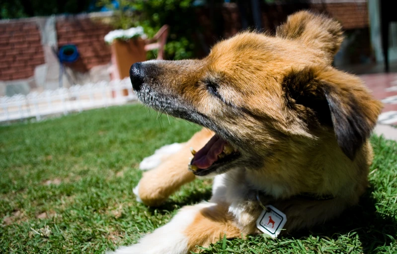 a dog lying down on grass with its tongue out