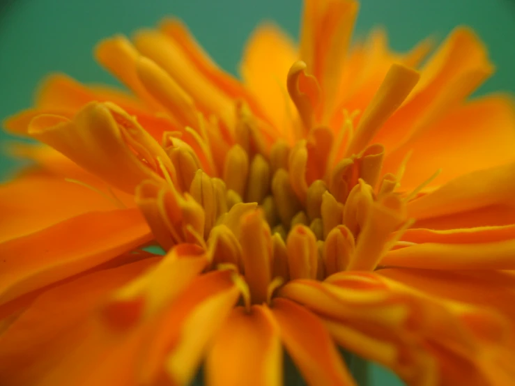 a yellow flower is shown with very green back ground