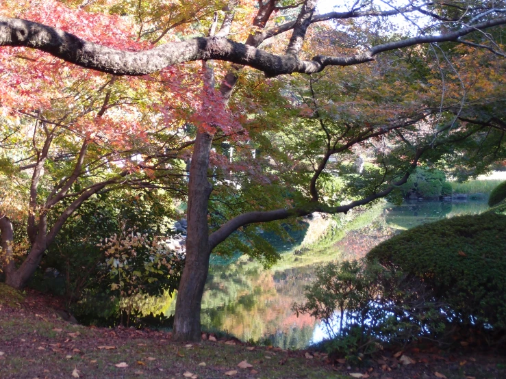 a river running through a park filled with lots of trees