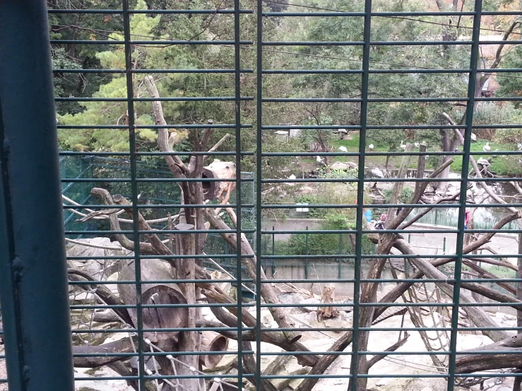 a zoo enclosure with an animal behind bars