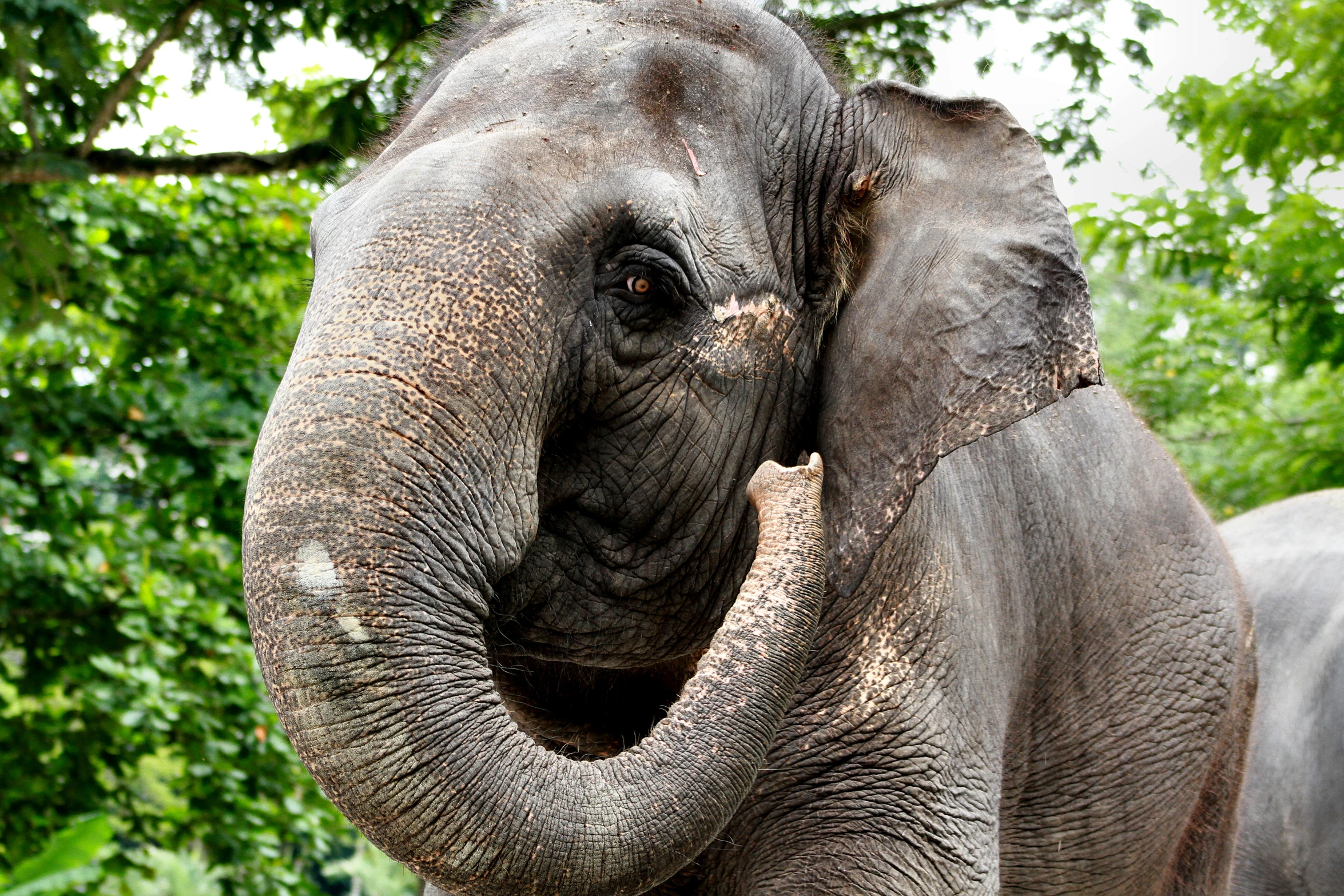 an elephant that is close to a tree