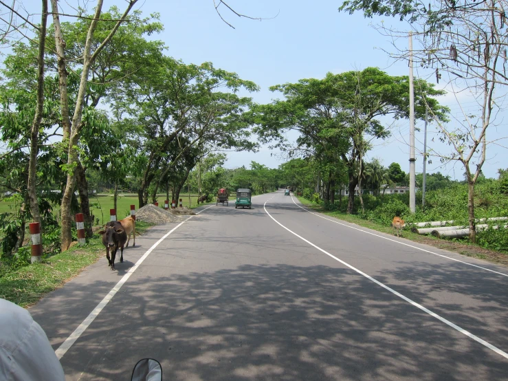 two cows are crossing the road as a bus moves by