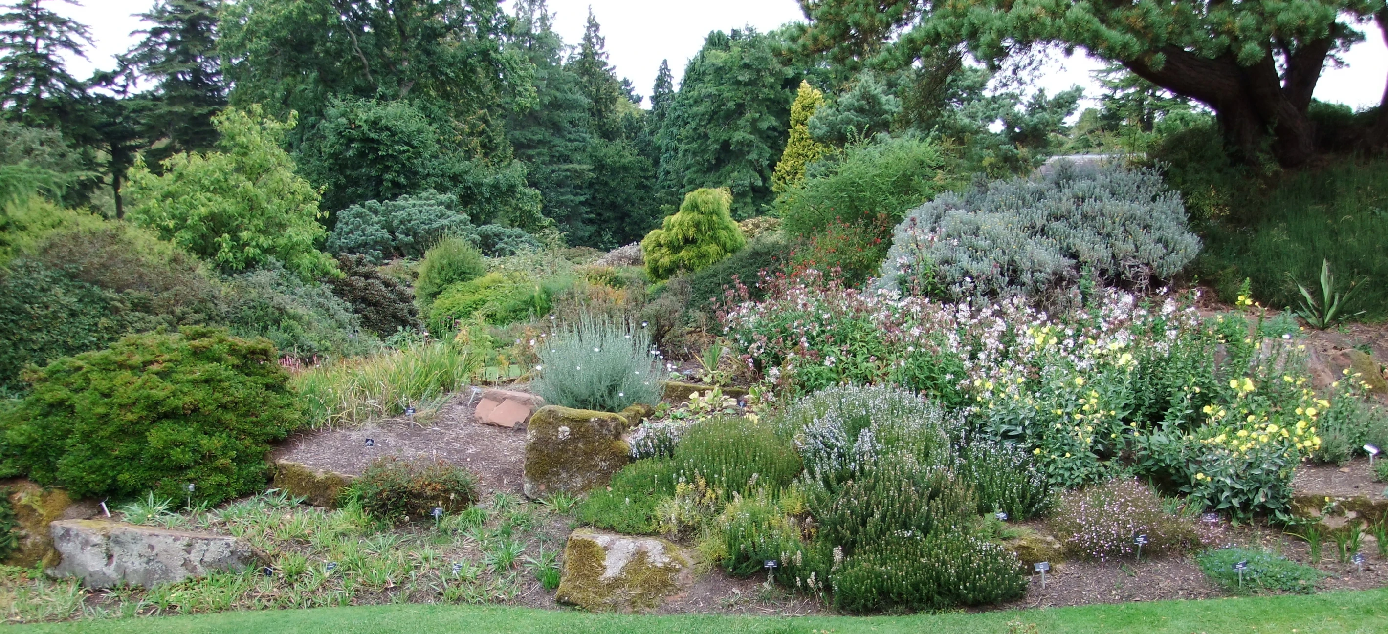 a lush green hillside with small bushes and trees in the background