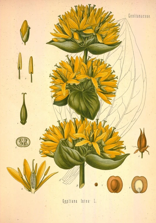an old print shows flowers and leaves, and features flowers from the plant