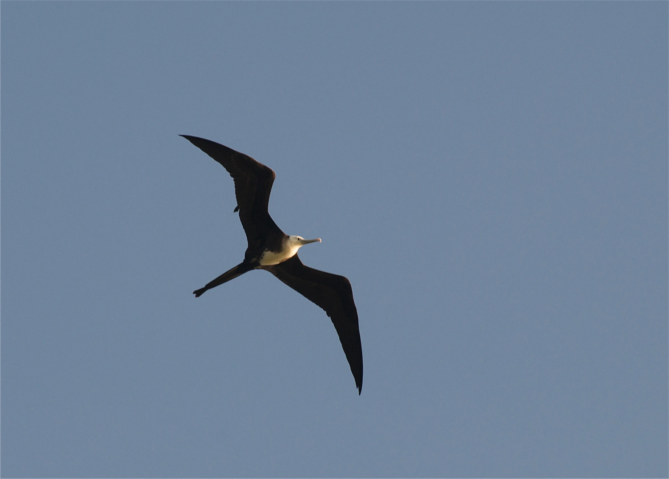 a black and white bird flying high up in the sky