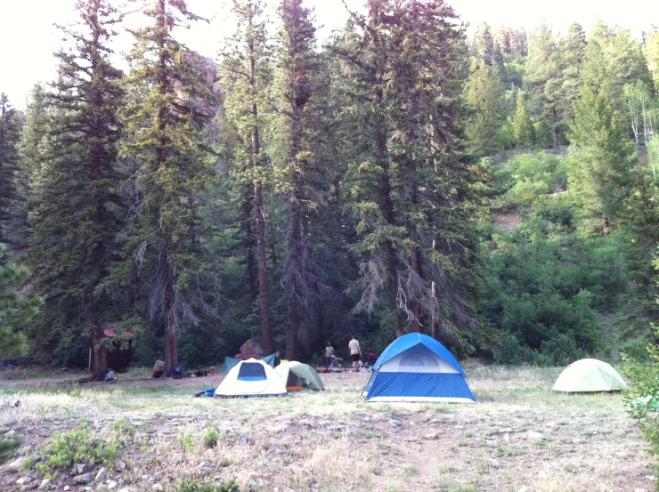 several tents pitched in a wooded area with tall trees