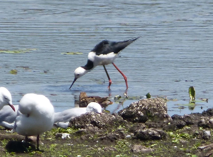 two birds on the shore of a lake eating food