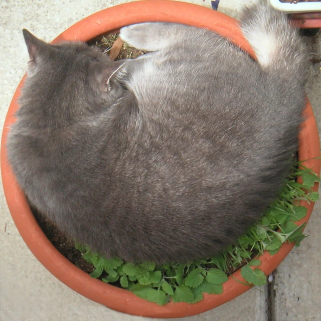 a cat in a bowl of greenery on a table