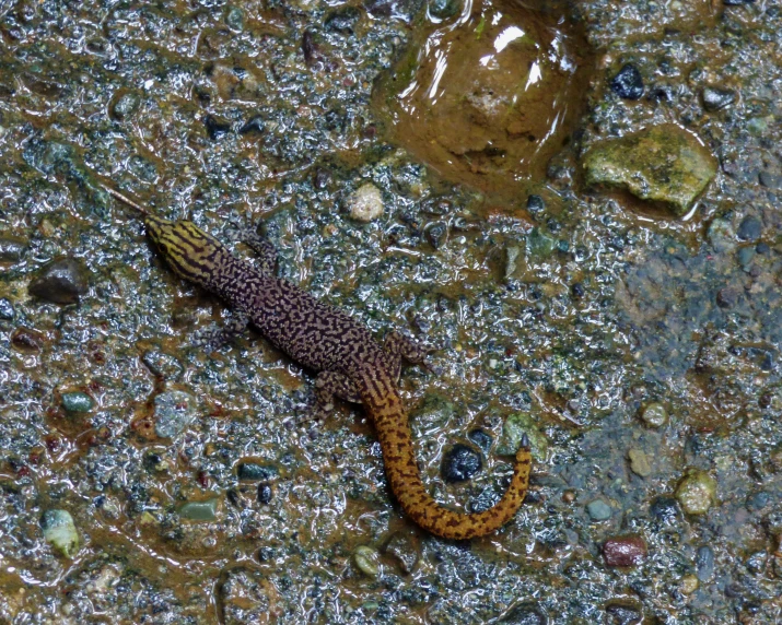 small worm crawling on top of the wet rocks