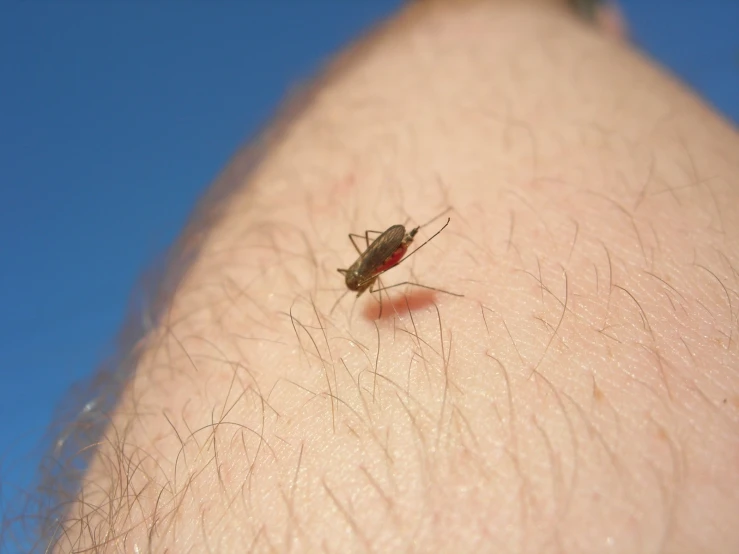 there is a small mosquito on the arm of someone