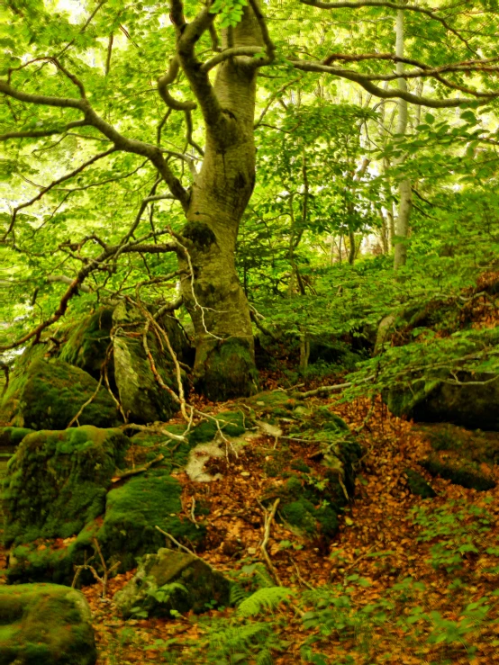 a mossy rock cliff with trees on it