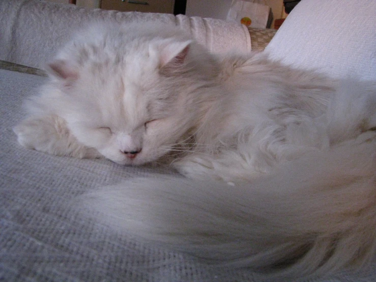 a fluffy white cat is sleeping on a bed