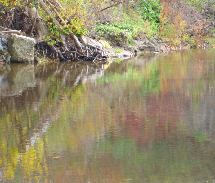 the view of a forest river and its surroundings