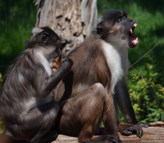 two monkeys are sitting on a log and one is yawning