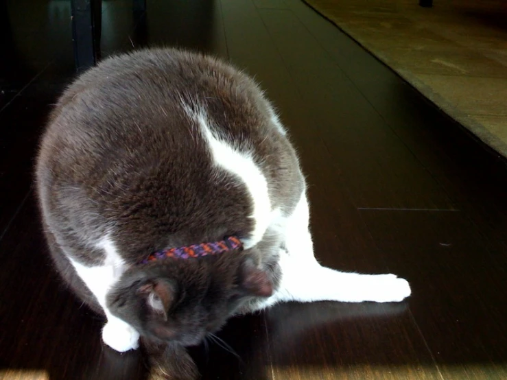 the cat is sitting in the sunlight on the floor