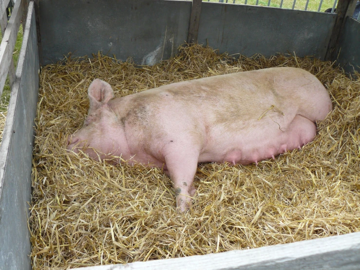 a baby pig that is laying down in some hay