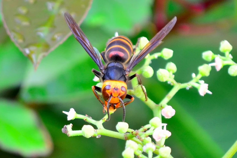 a bee with black and orange stripes on it's wings is sitting on a plant