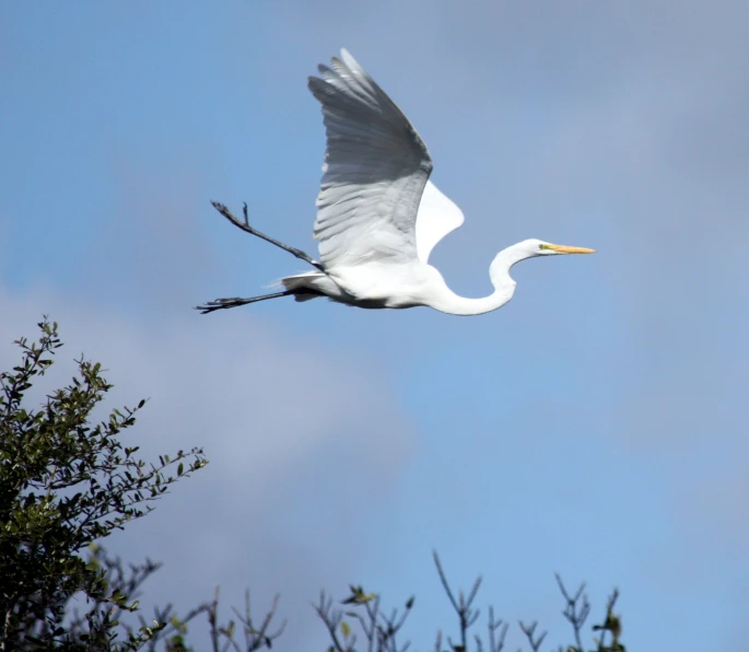 a bird flying over the tops of trees