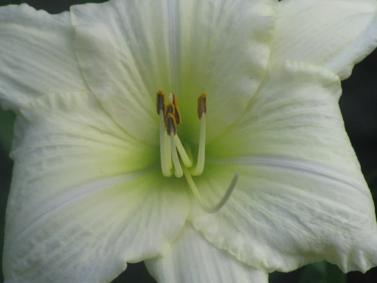 an image of an inside look at a flower