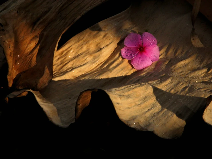 a single purple flower sitting on top of a large rock