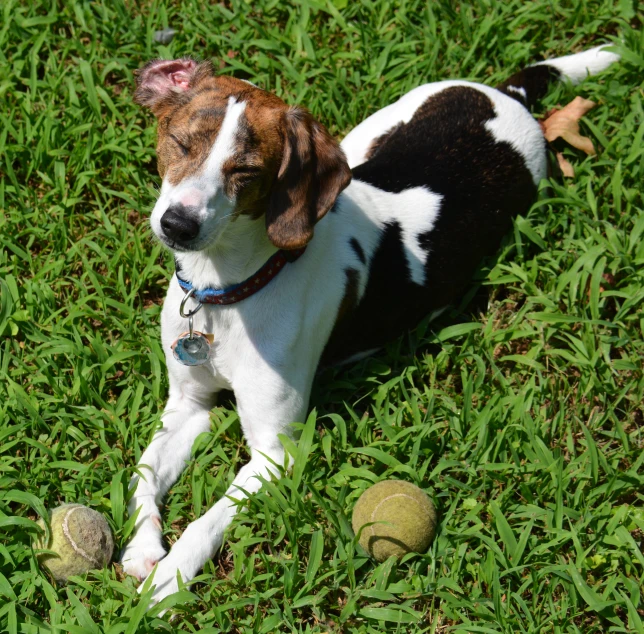 a dog laying in the grass next to a tennis ball