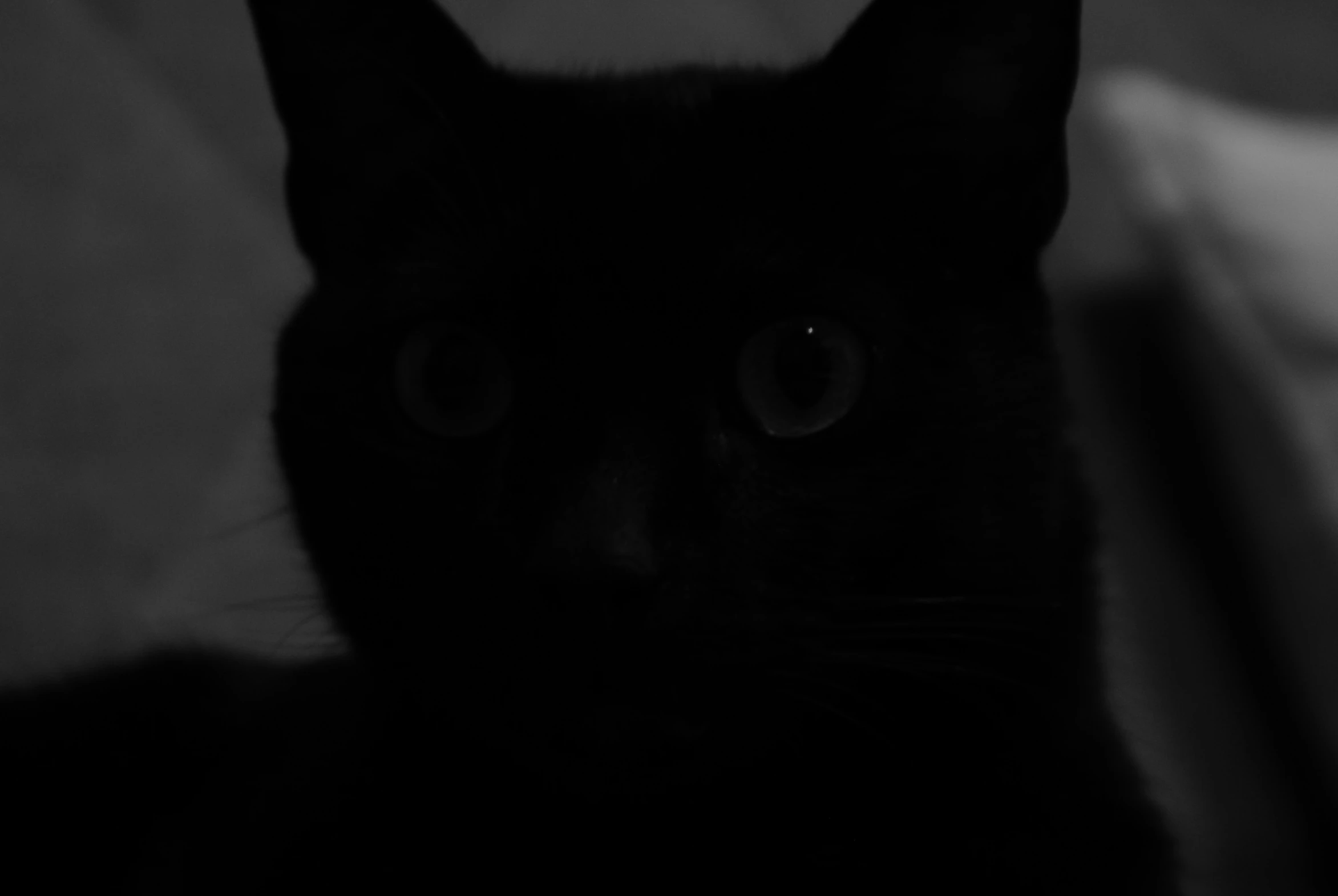 a cat with glowing red eyes staring at the camera