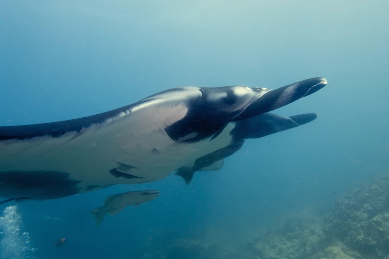 an underwater view shows the black and white animal