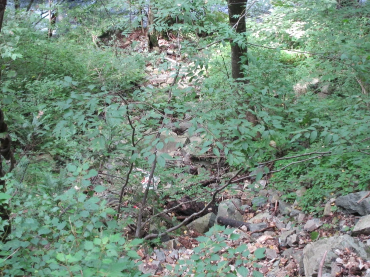 an open dirt trail in a forest area