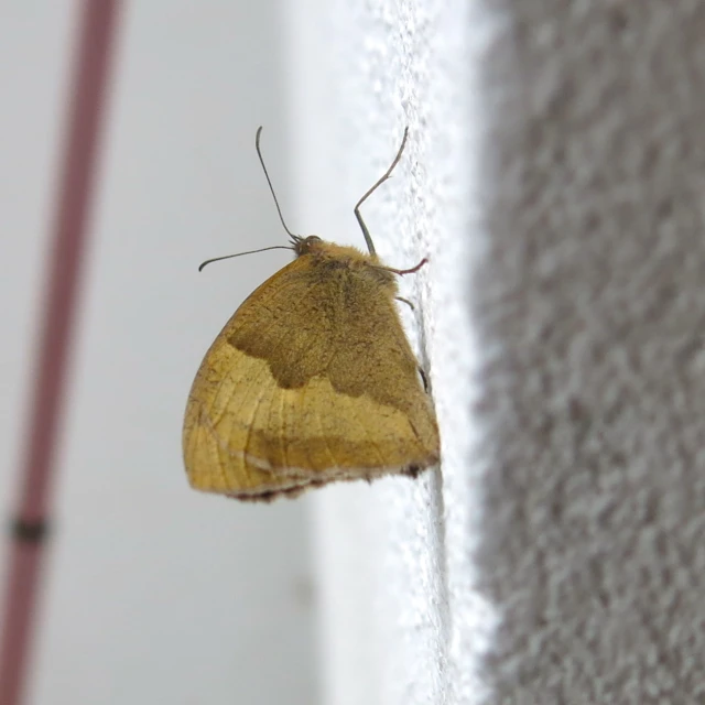 small erfly resting on corner of corner wall