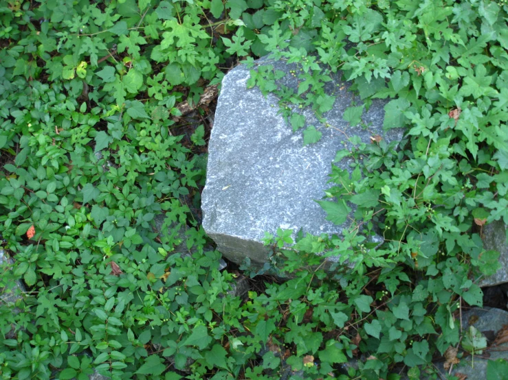 a large gray stone laying between several lush green plants