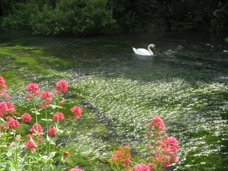 a swan swimming in the middle of a lake