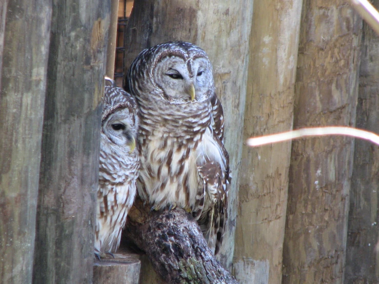 a couple of owls standing next to each other on a tree