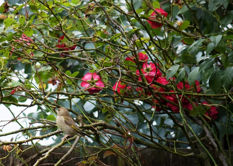 a bird is perched in a tree with pink flowers