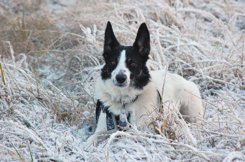 a dog sitting in the tall grass covered with snow