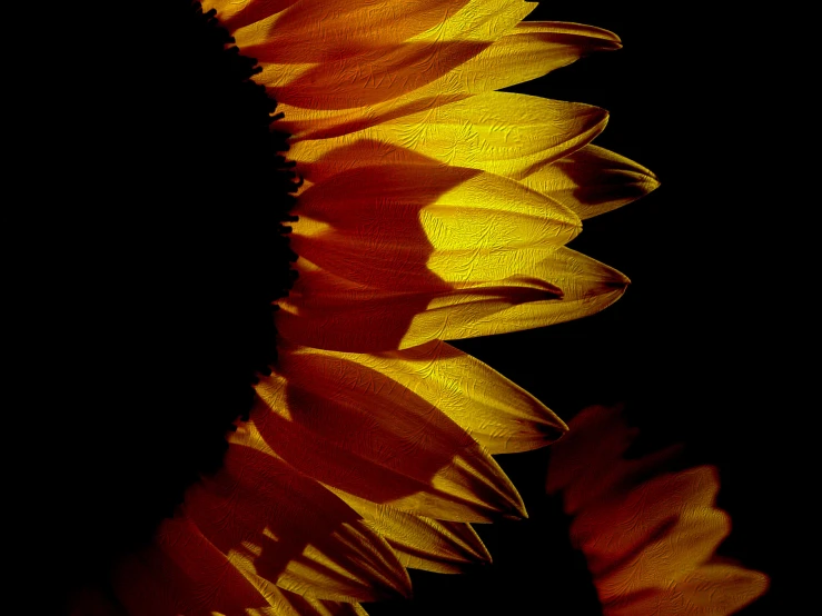 a yellow and red sunflower is in the dark