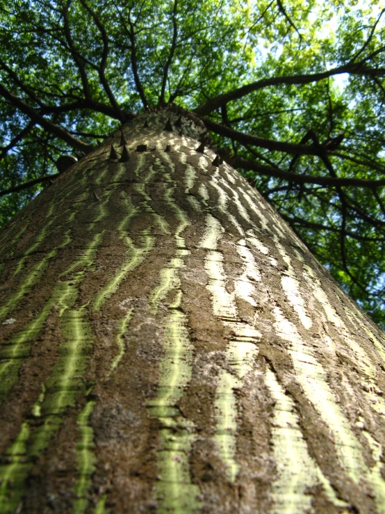 there is a tree trunk up close to the sky