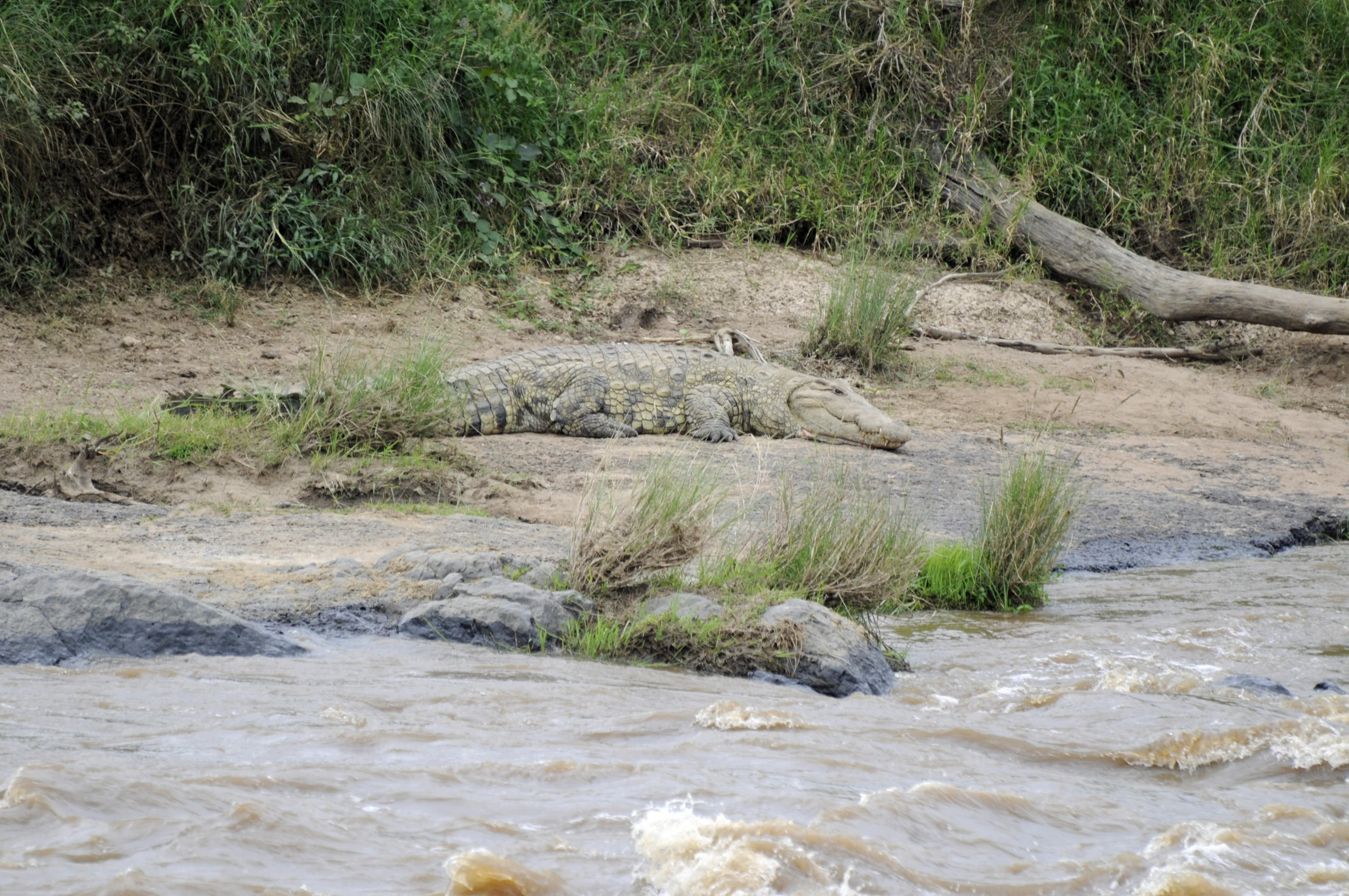 the animal is lying in the river with its mouth open