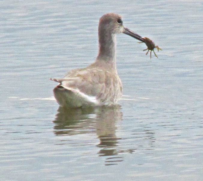 a seagull is swimming in the water and holding soing in its mouth