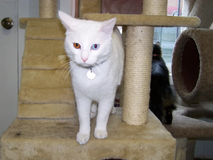 a cat sitting on the top of a stair