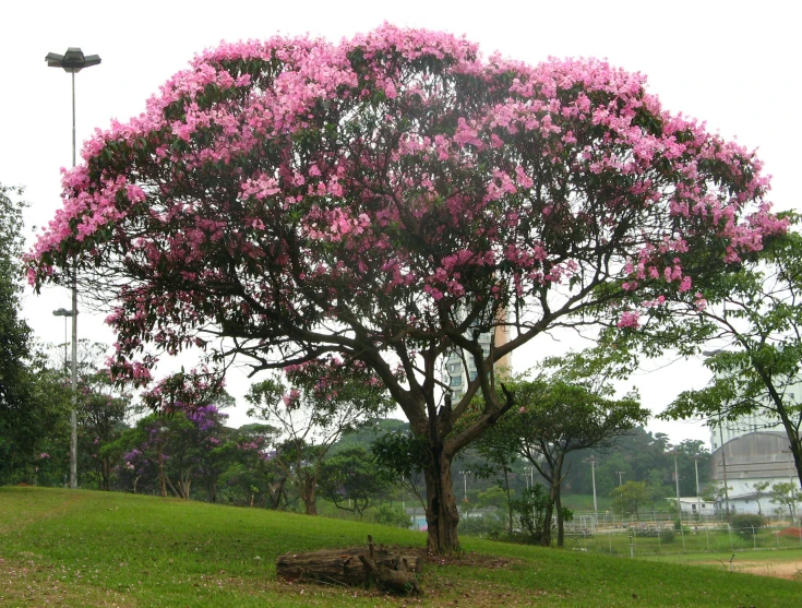 a large, blooming tree sits in the middle of a green park