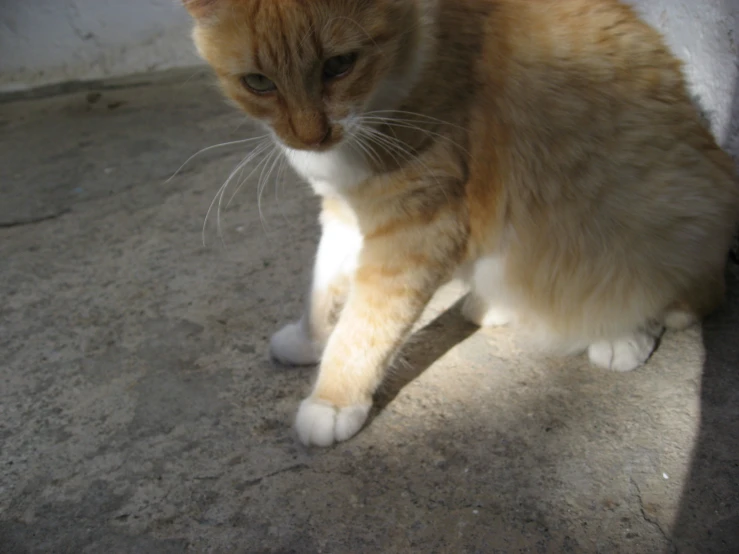 a large orange and white cat with long whiskers