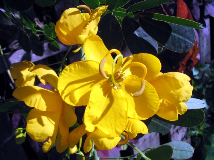 some very pretty yellow flowers with some big leaves