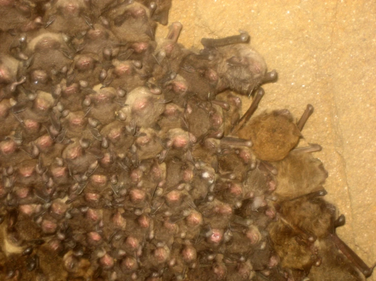 a bat sitting on top of a pile of dirt