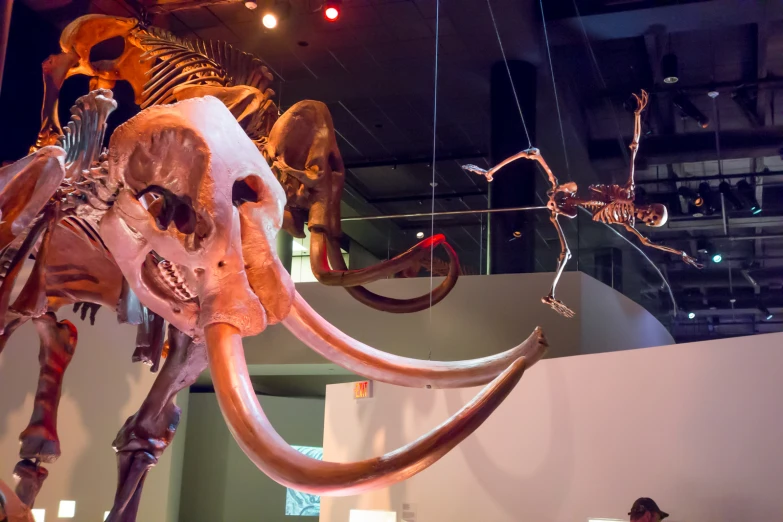 a giant wool mammoth on display next to a man and an animal skull