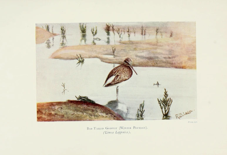 a bird stands on the water in front of plants and water