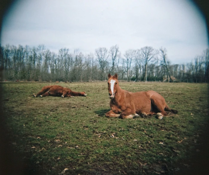 a pair of brown horses resting in the grass