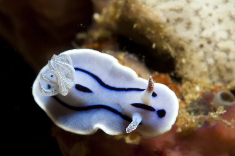 a sea creature sits near the ocean floor