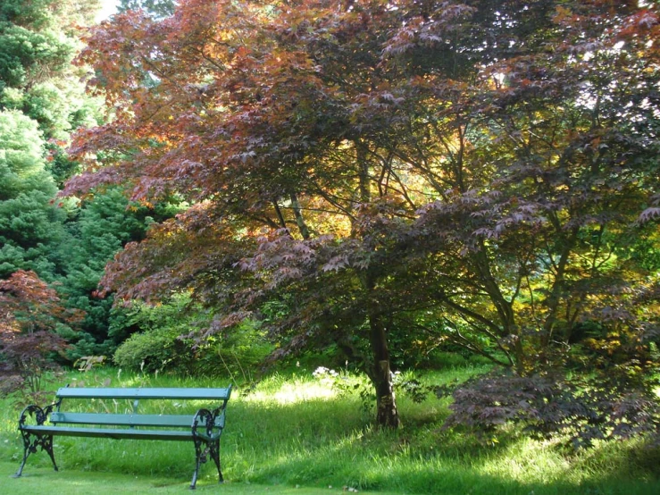 a bench near many trees near by