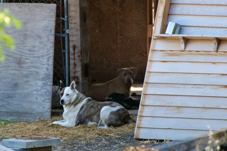 three dogs sitting on hay near a shed