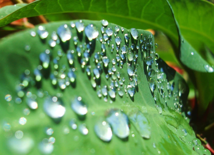 a green plant with water drops on it